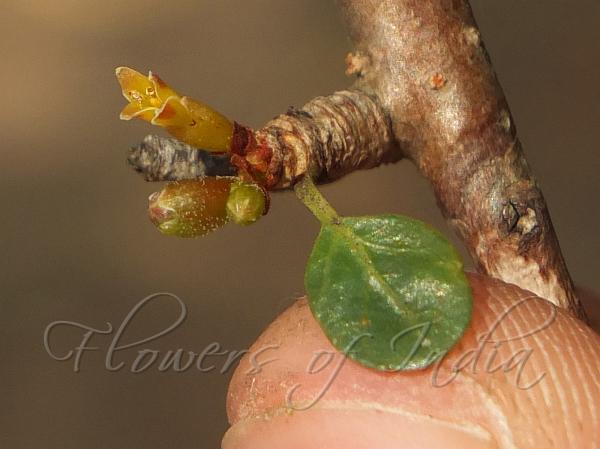 Indian Balm of Gilead